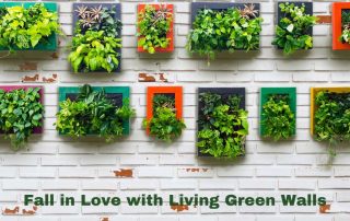 Fall in Love with Living Green Walls
