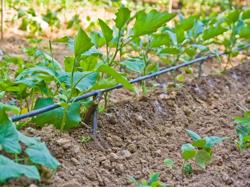 Lawn and garden drip irrigation