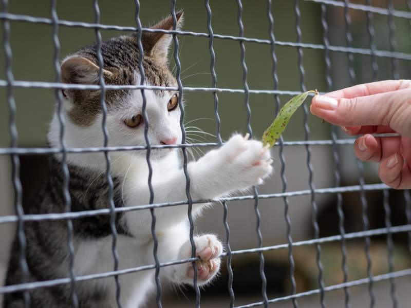 Add a pet-friendly fence