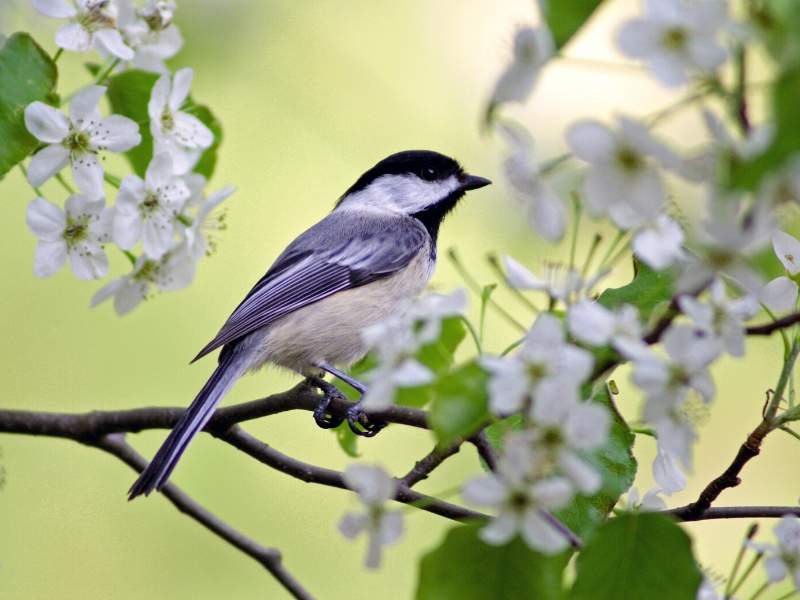 Birds that Aid with Bug Control