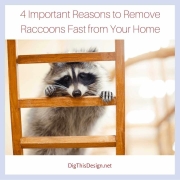4 Important Reasons to Remove Raccoons Fast from Your Home