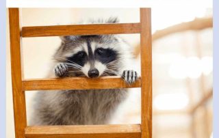 4 Important Reasons to Remove Raccoons Fast from Your Home