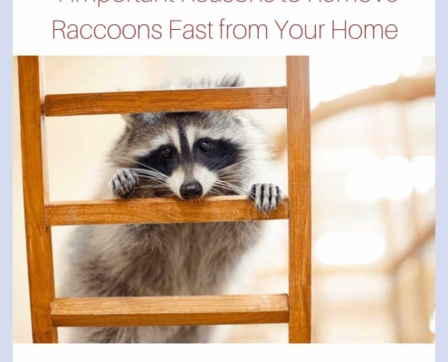 4 Important Reasons to Remove Raccoons Fast from Your Home