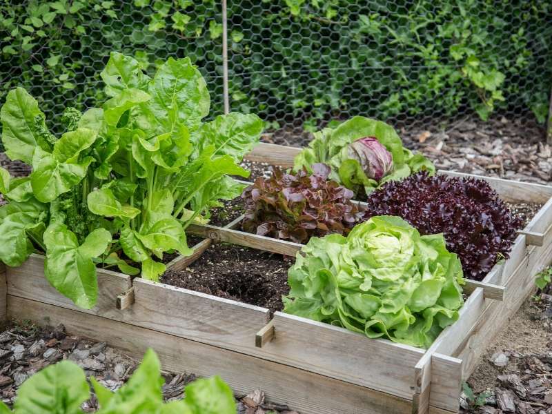 Decorate your yard with a vegetable garden