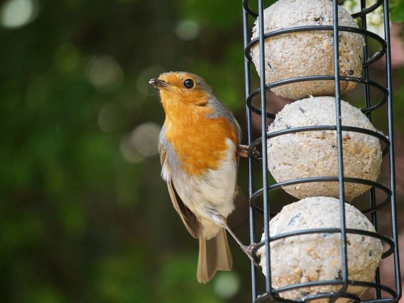 Bird feeder to decorate your yard