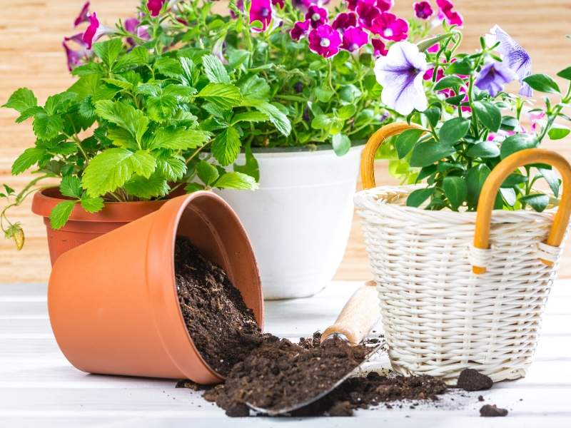 Bright flower pots to decorate your yard