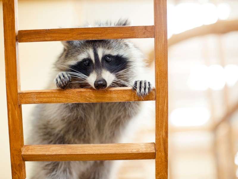 Remove raccoons from your home