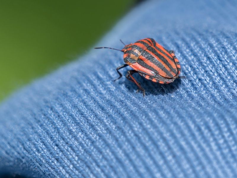 How To Know If Your Home Has A Pest Infestation Dig This Design