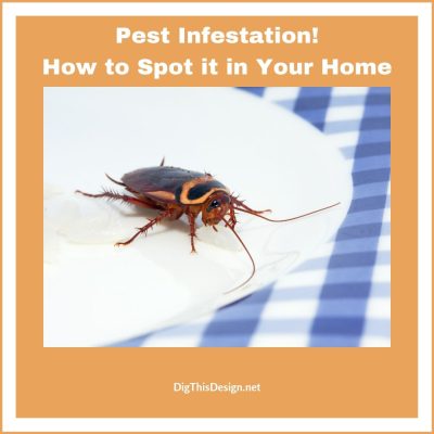 How to Know if Your Home Has a Pest Infestation - Dig This Design