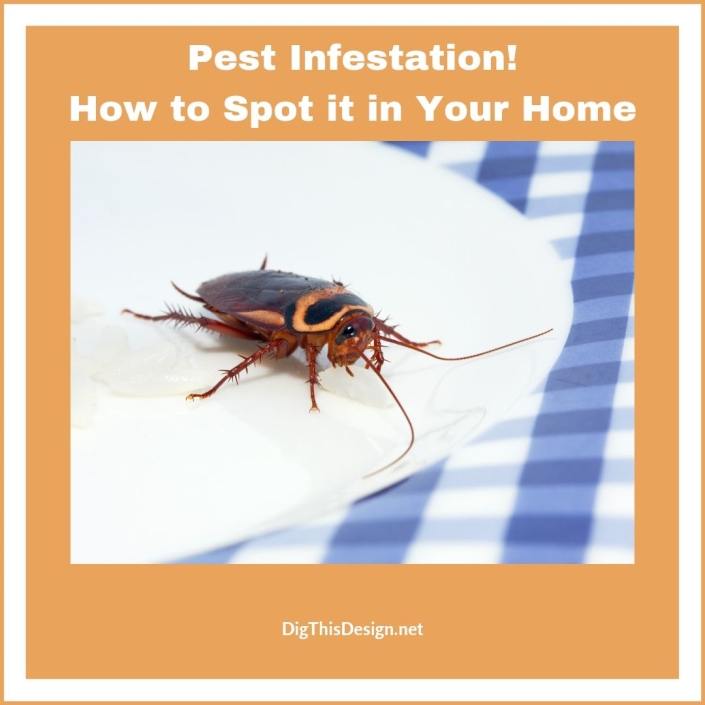 How to Spot and Treat Termite Infestations in Your Home - Dig This Design