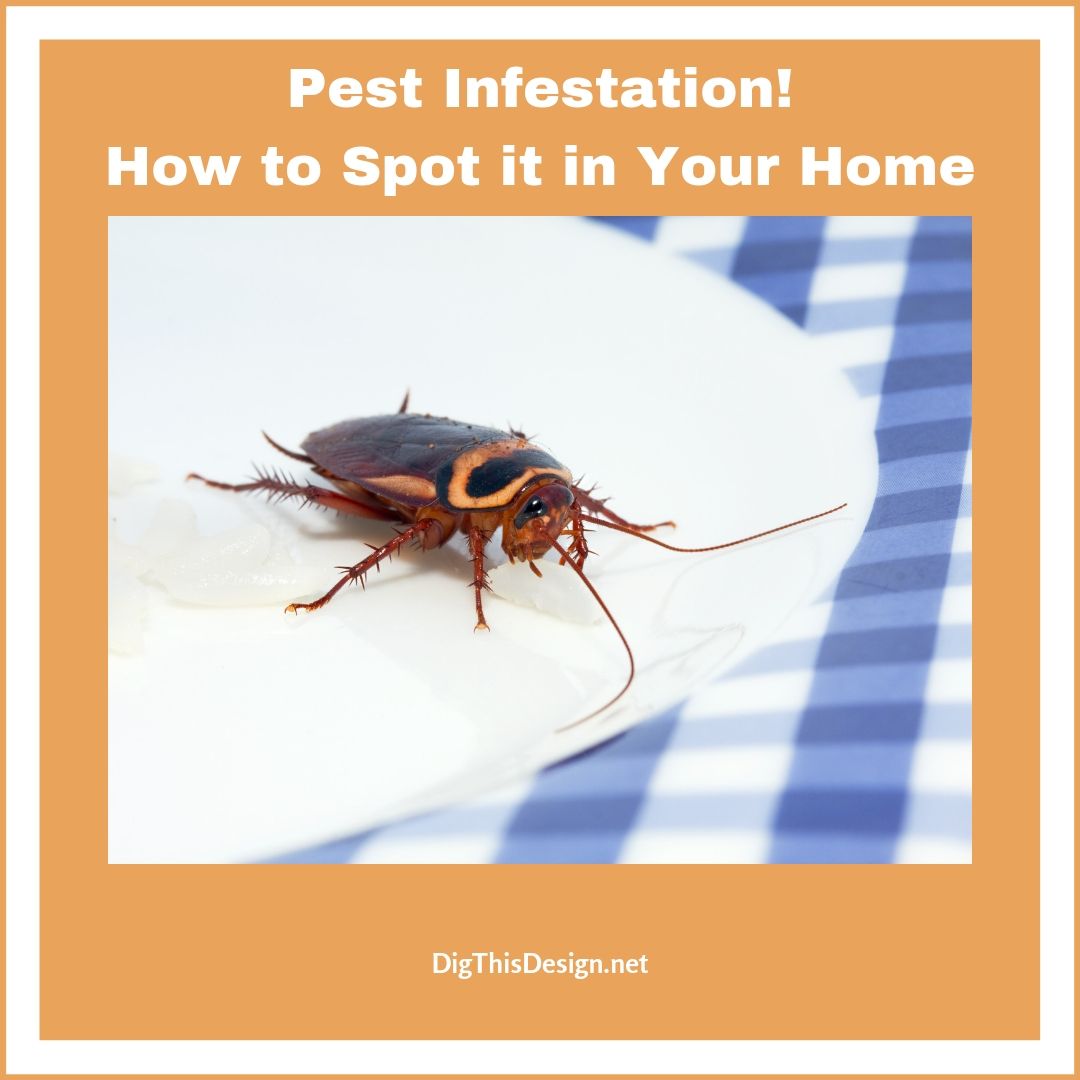 Pest Infestation! Spot it in Your Home