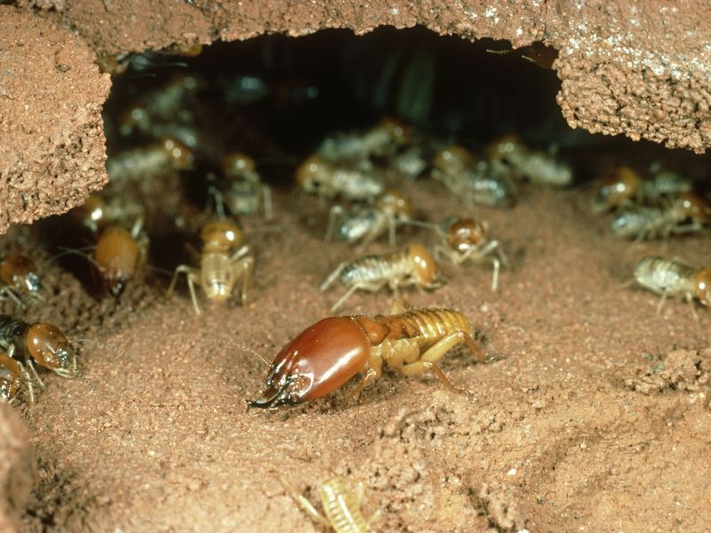 Pest Infestation Termites