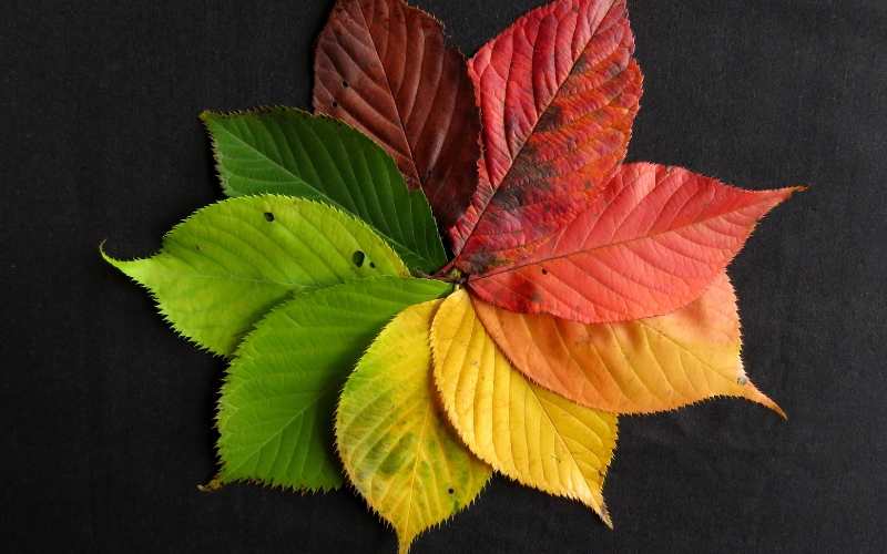 Leaves Earth Colors for Your Home Design