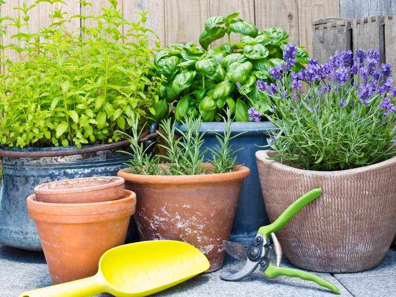 Herbs and Colorful Summer Garden Ideas