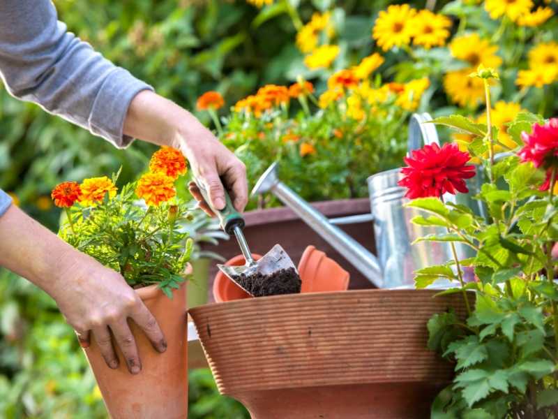 Plant Your Garden Flowers