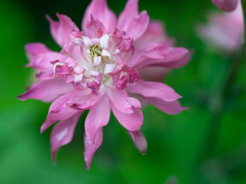 Pinch the Blossoms Garden Flowers