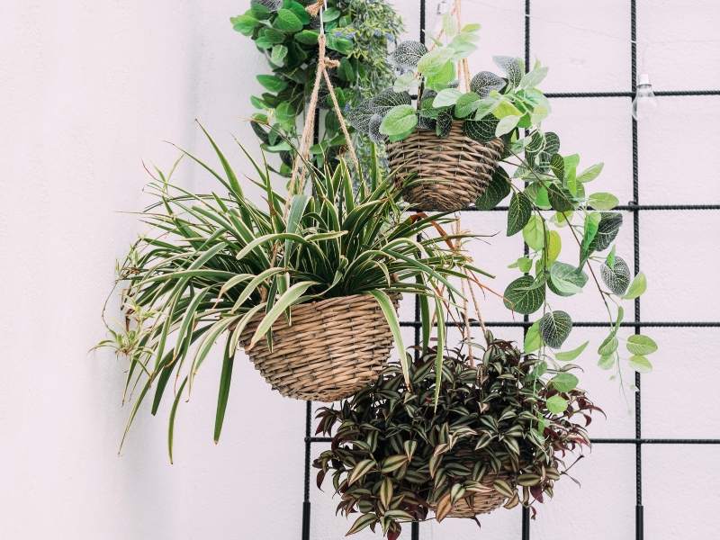 Elevate Your Home Decor with House Plants