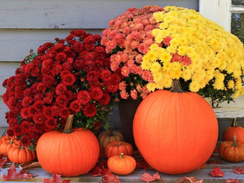 Entertain with Pumpkins Jumbo Arrangement Front Porch