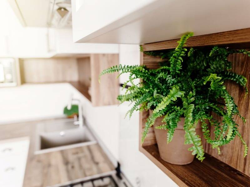 Renovate Your Kitchen with Green Plants