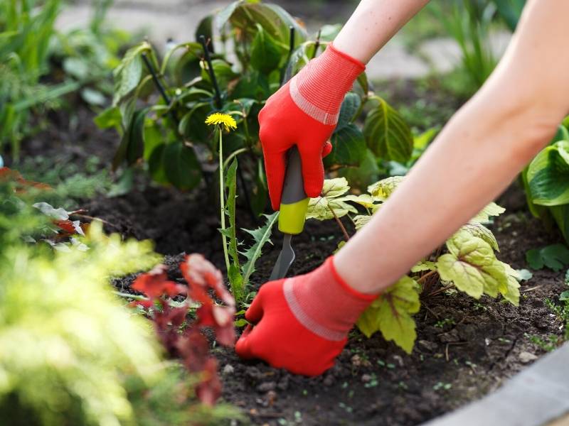 The Importance of Weed Control for a Healthy Garden