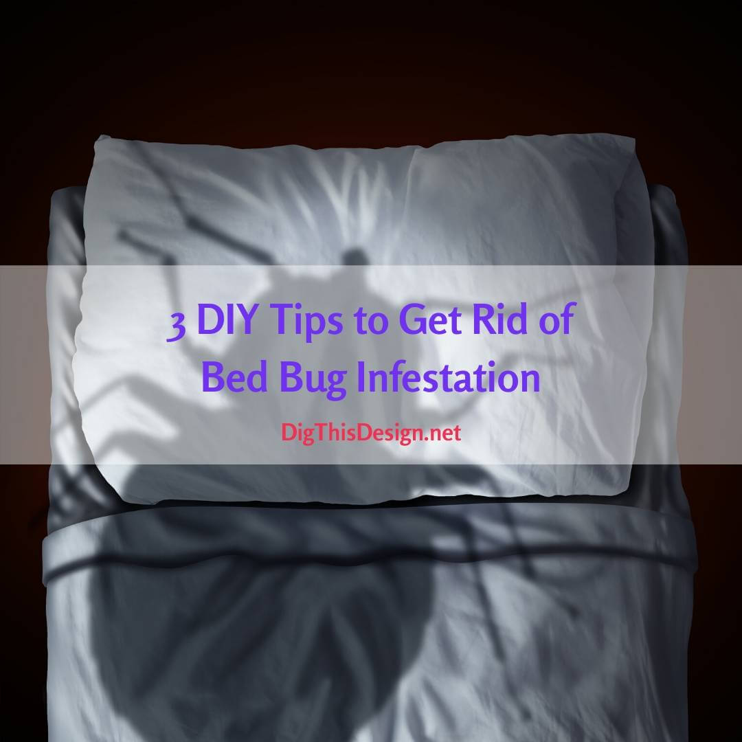 Bed Bug Infestation