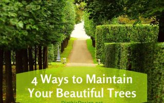 4 Ways to Maintain Your Beautiful Trees