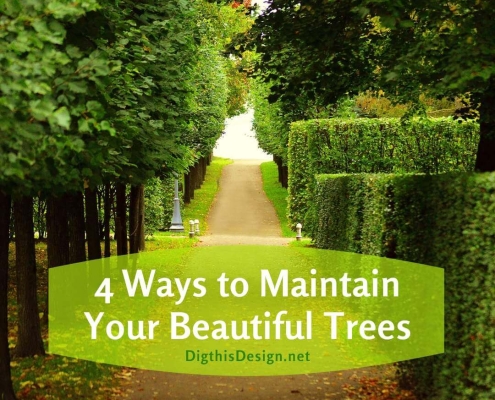 4 Ways to Maintain Your Beautiful Trees