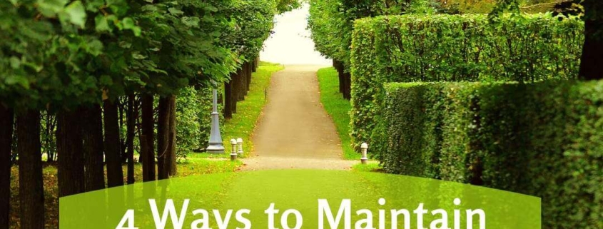4 Ways to Maintain Your Beautiful Trees