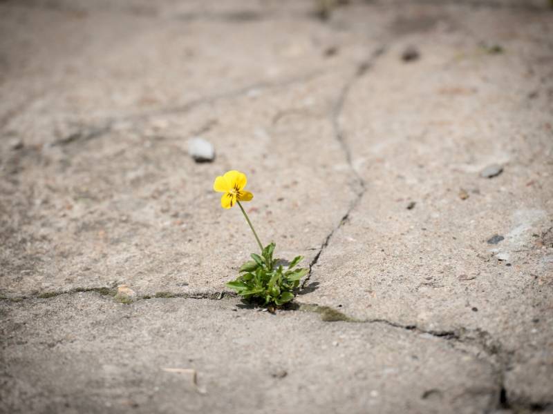 Breaking up Concrete with Pansy