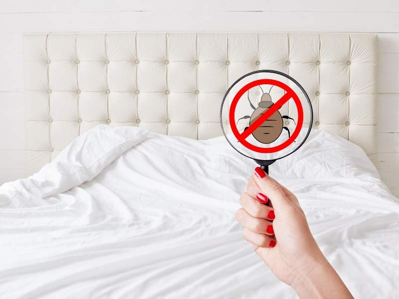 Ways to Prevent & Eliminate Bed Bugs from Your Life