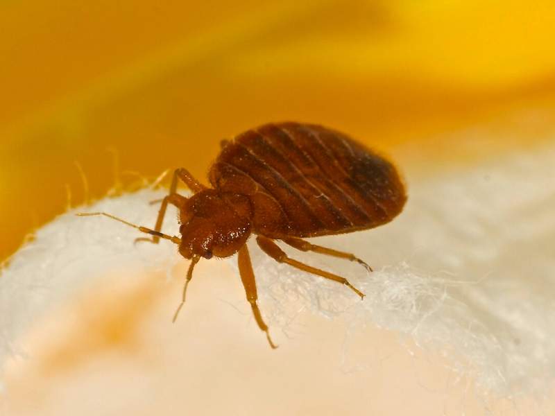 Get Rid Of Bed Bugs, Rats and Pigeons 