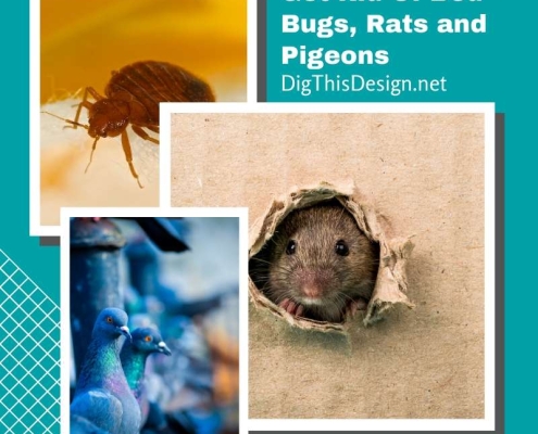 Get Rid Of Bed Bugs, Rats and Pigeons