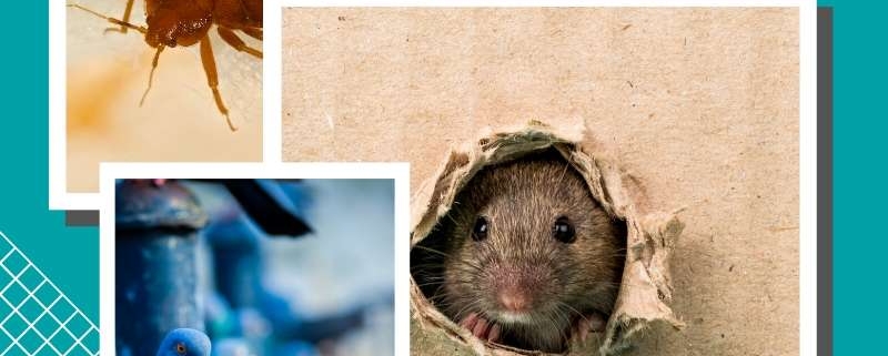 Get Rid Of Bed Bugs, Rats and Pigeons