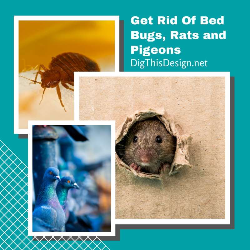 Get Rid Of Bed Bugs, Rats and Pigeons