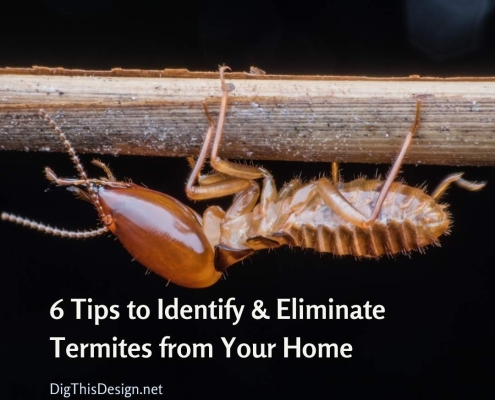 6 Tips to Identify & Eliminate Termites from Your Home