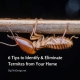 6 Tips to Identify & Eliminate Termites from Your Home