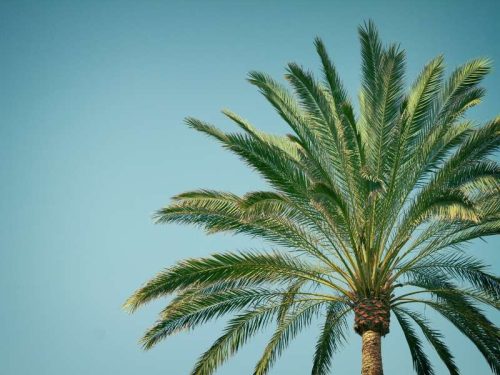 8 Most Beautiful Types of Palm Trees to Consider for Your Home - Dig ...