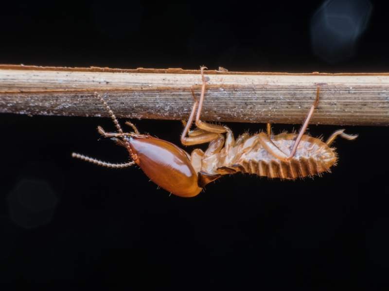 6 Tips to Identify & Eliminate Termites from Your Home