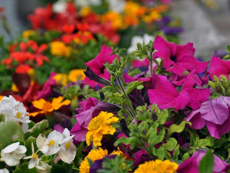 Plant Flower Beds to Add Color