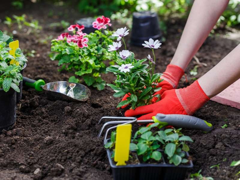 Garden Growing Success Starts From The Ground Up