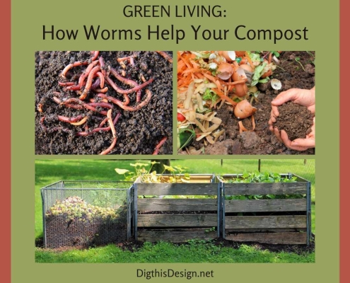 How Worms Help Your Compost