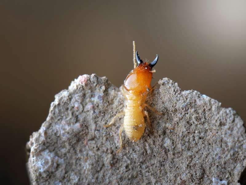 Termite Infestations in Your Home 