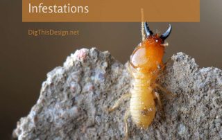 Spot and Treat Termite Infestations in Your Home