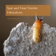 Spot and Treat Termite Infestations in Your Home