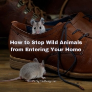 Stop Wild Animals from Entering Your Home