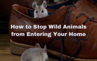 Stop Wild Animals from Entering Your Home