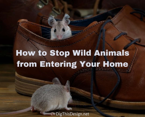 Stop Wild Animals from Entering Your Home