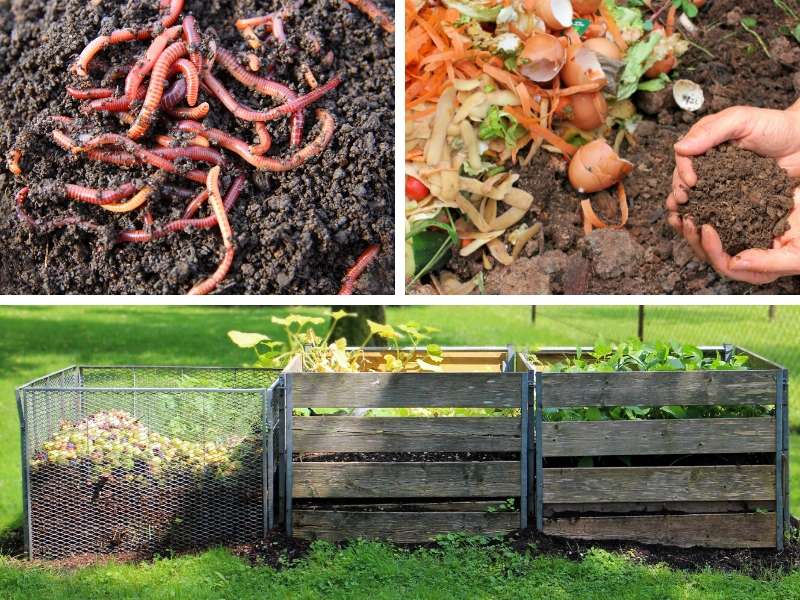 6 Ways Worms Help Your Compost