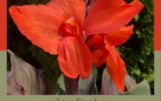 3 Easy Tips for a More Interesting Garden