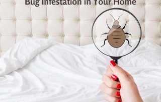 5 Points to Know to Avoid a Bed Bug Infestation in Your Home